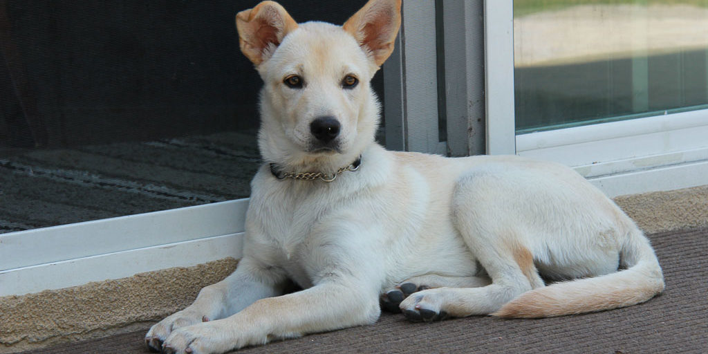 Pets and real estate