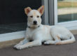 Pets and real estate