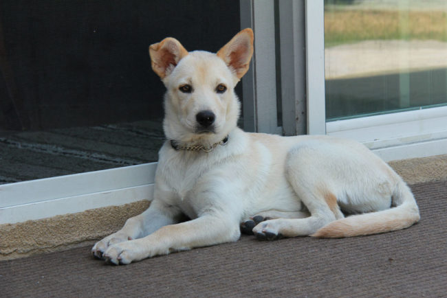 Pets and real estate Pets and real estate