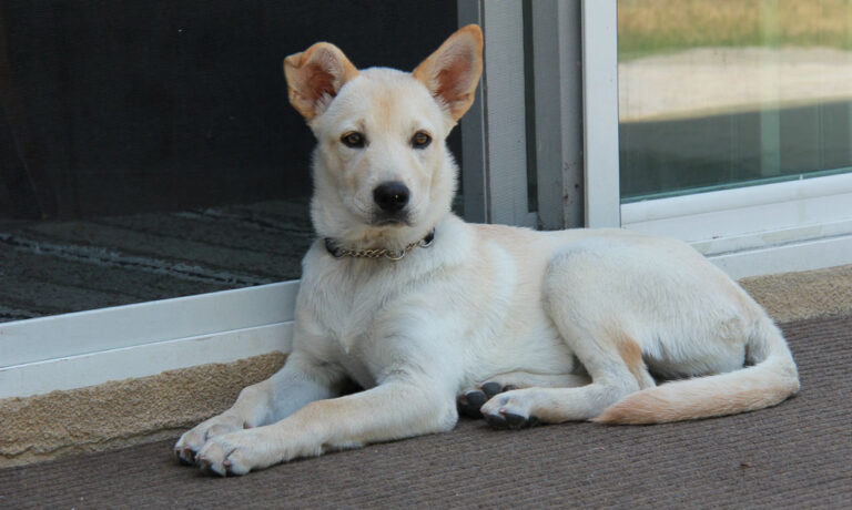 Pets and real estate